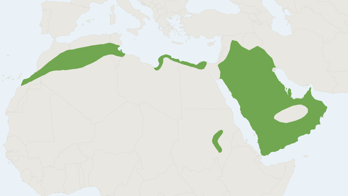 Range map of the Desert Hedgehog (Paraechinus aethiopicus)