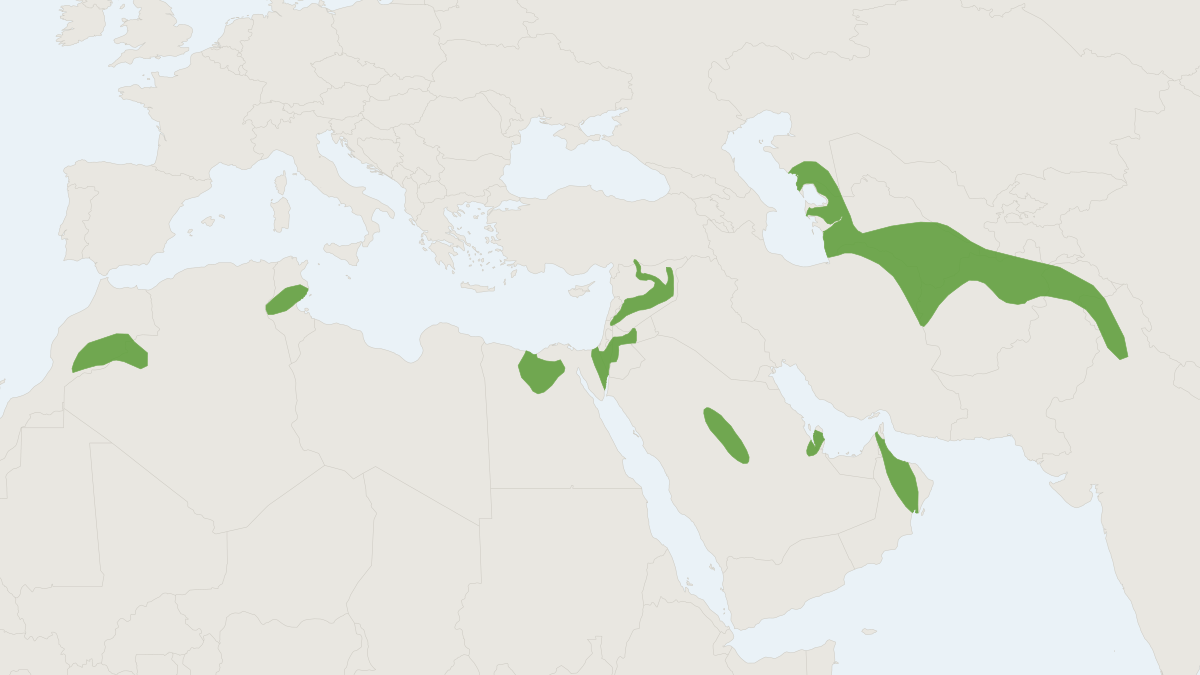 Range map of the Desert Long-eared Bat (Otonycteris hemprichii)