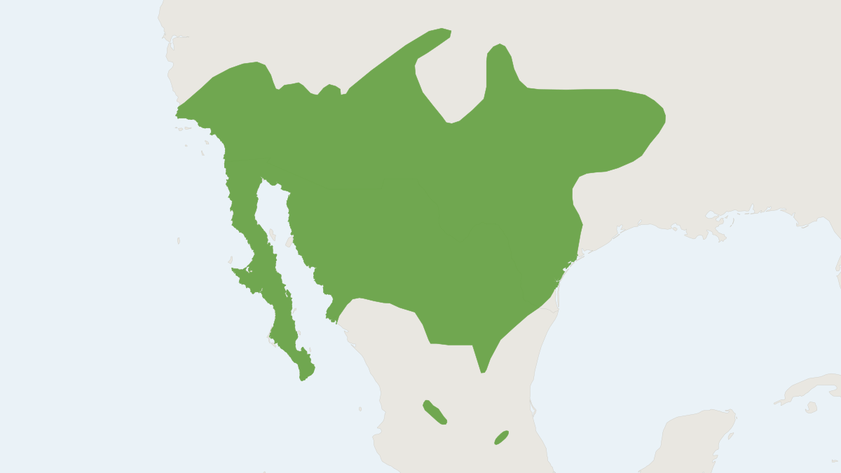 Range map of the Desert Shrew (Notiosorex crawfordi)