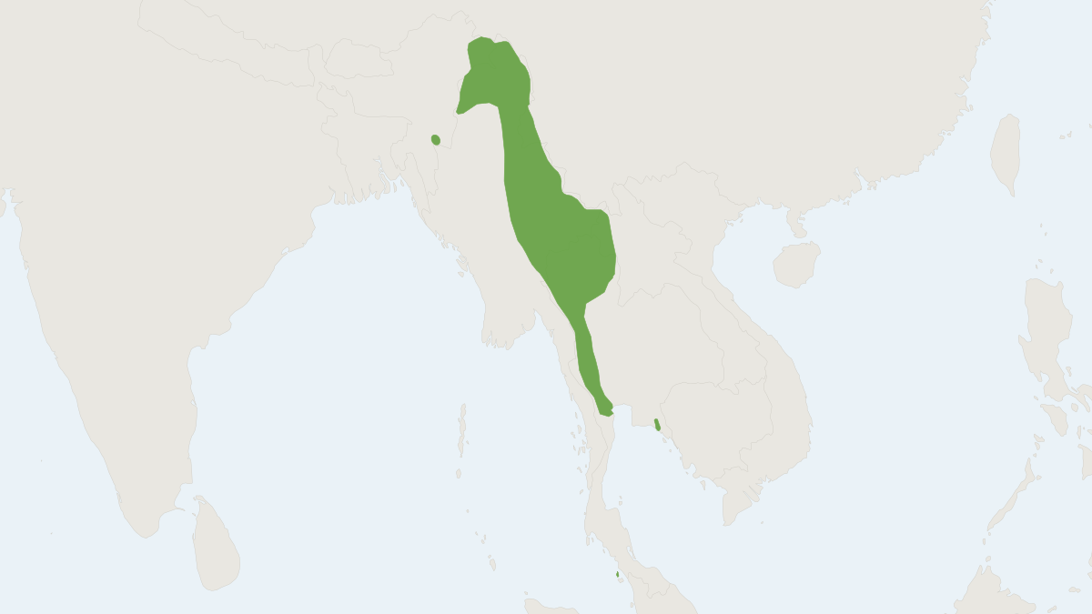 Range map of the Dobson's Horseshoe Bat (Rhinolophus yunanensis)