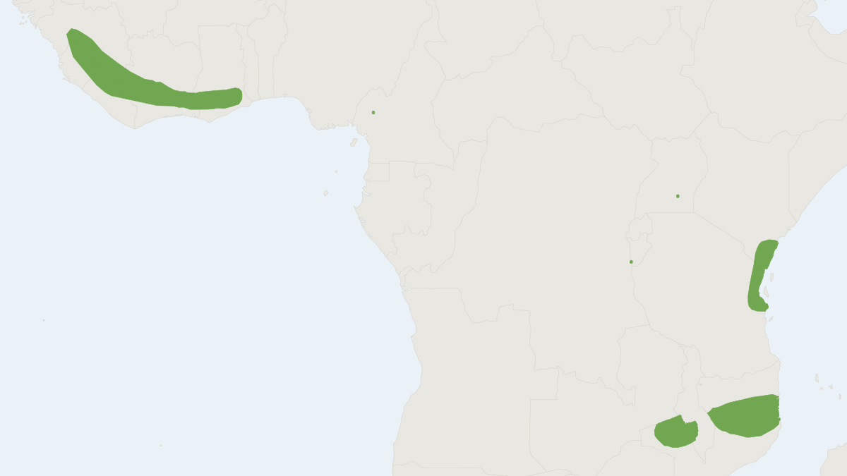 Range map of the Dobson's Pipistrelle (Pipistrellus grandidieri)