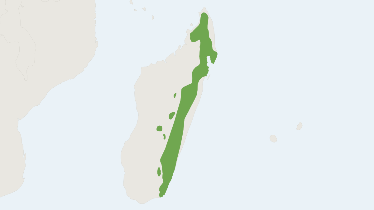 Range map of the Dobson's Shrew Tenrec (Nesogale dobsoni)