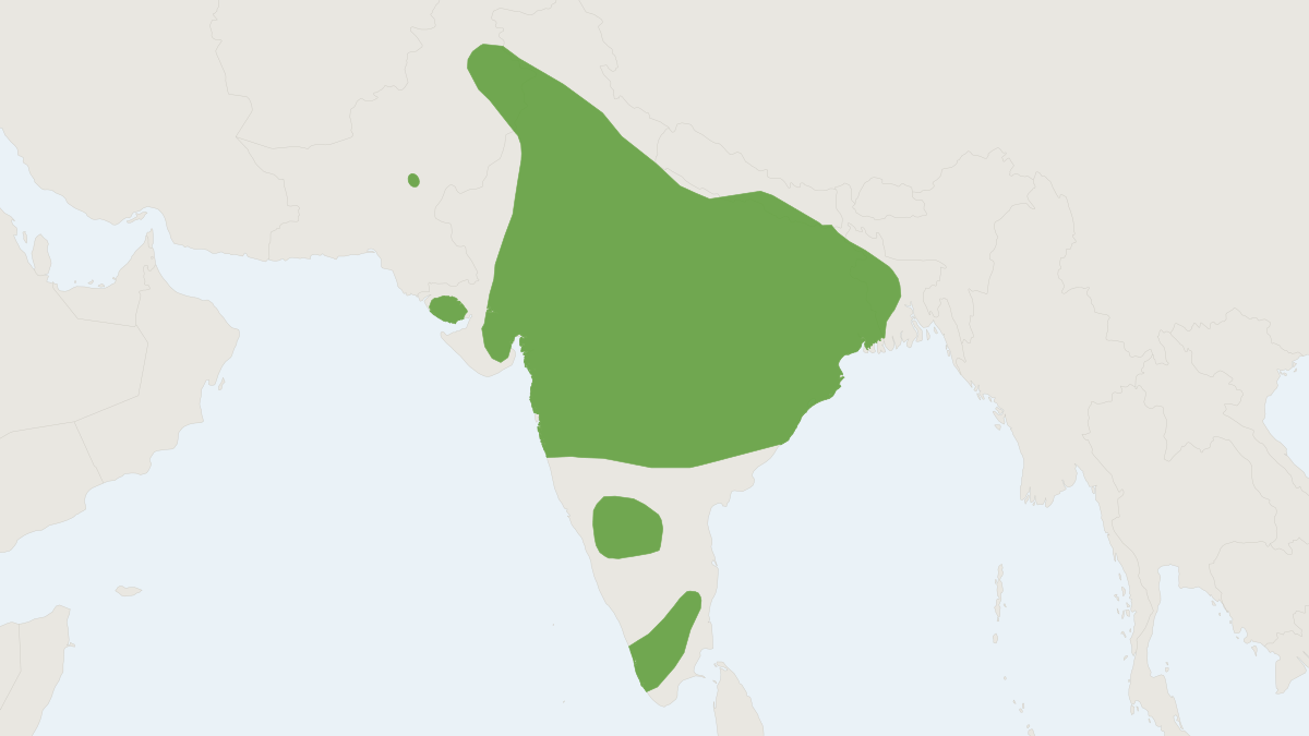Range map of the Dormer's Bat (Scotozous dormeri)
