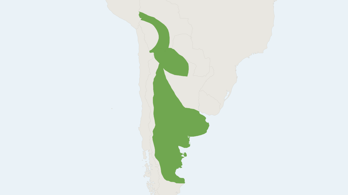 Range map of the Drylands Vesper Mouse (Calomys musculinus) covering Argentina, Bolivia and Brazil
