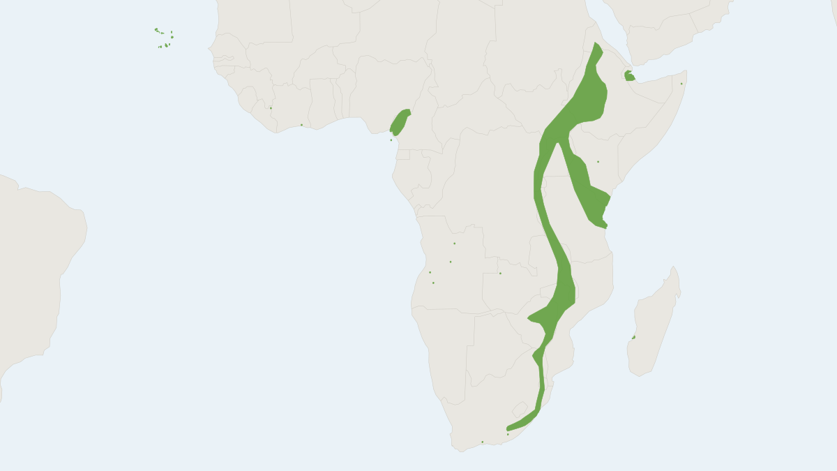 Range map of the Dusky Pipistrelle (Pipistrellus hesperidus)