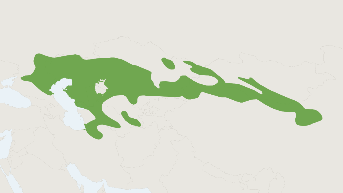 Range map of the Dwarf Fat-tailed Jerboa (Pygeretmus pumilio)