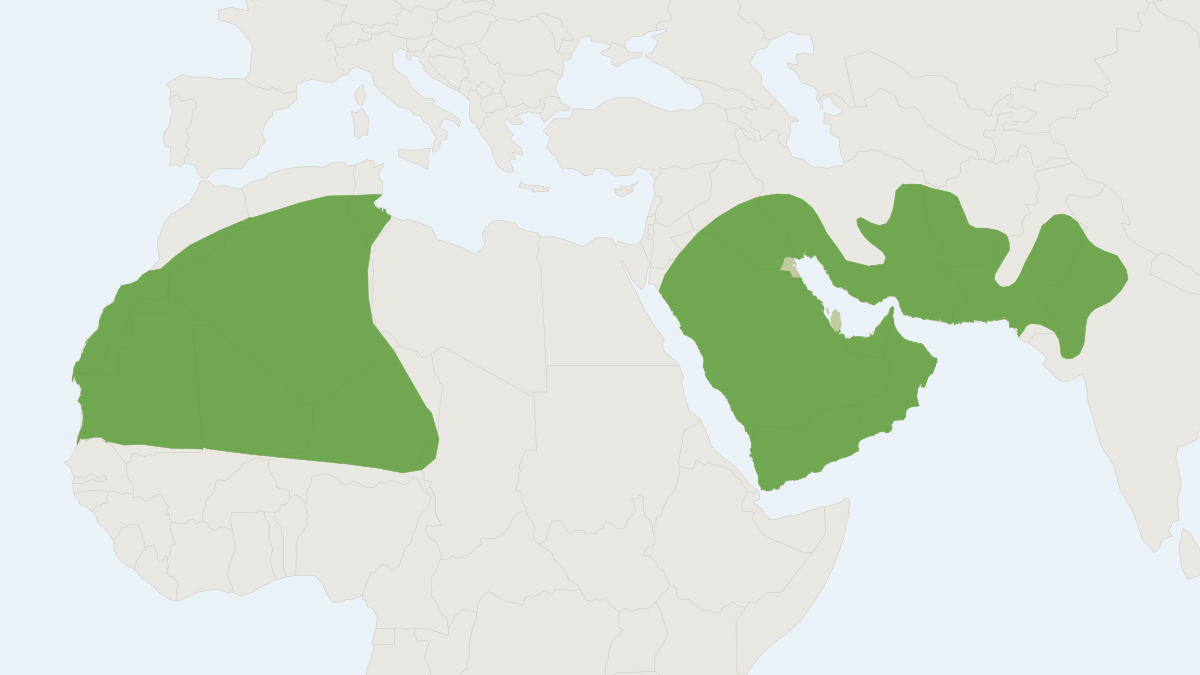 Range map of the Dwarf Gerbil (Gerbillus nanus)