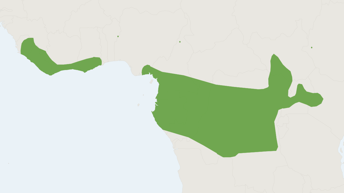 Range map of the Dwarf Mops Bat (Mops nanulus)
