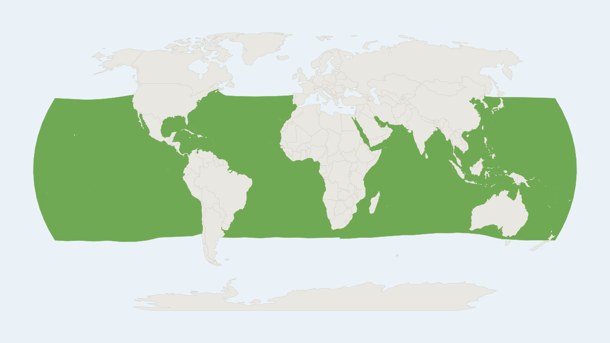 Range map of the Dwarf Sperm Whale (Kogia sima)