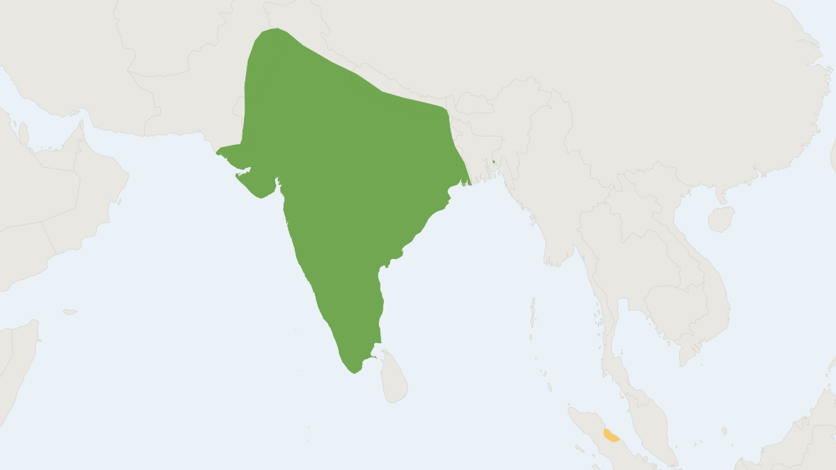 Range map of the Earth-colored Mouse (Mus terricolor)