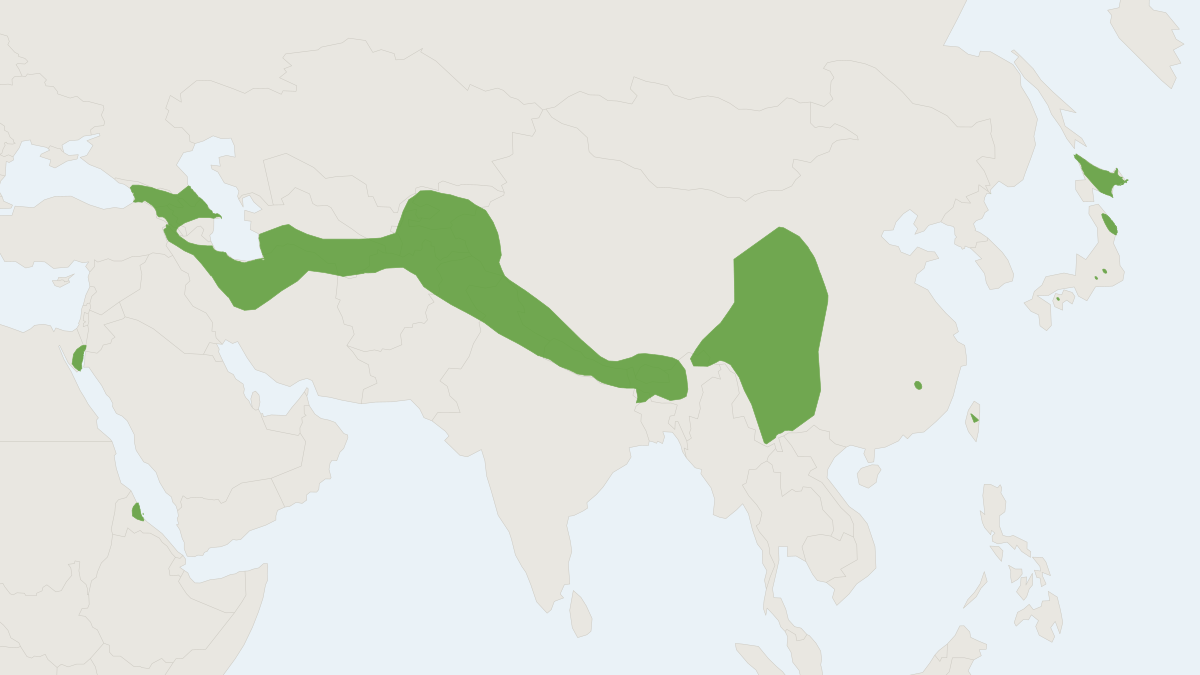 Range map of the Eastern Barbastelle (Barbastella leucomelas)