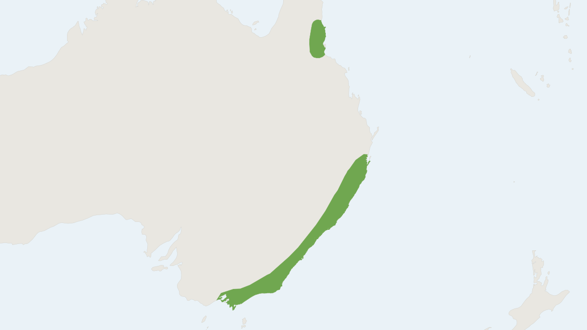 Range map of the Eastern Broad-nosed Bat (Scotorepens orion)