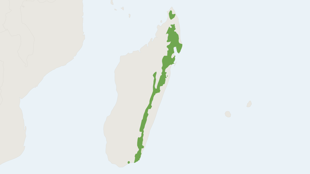Range map of the Eastern Falanouc (Eupleres goudotii)