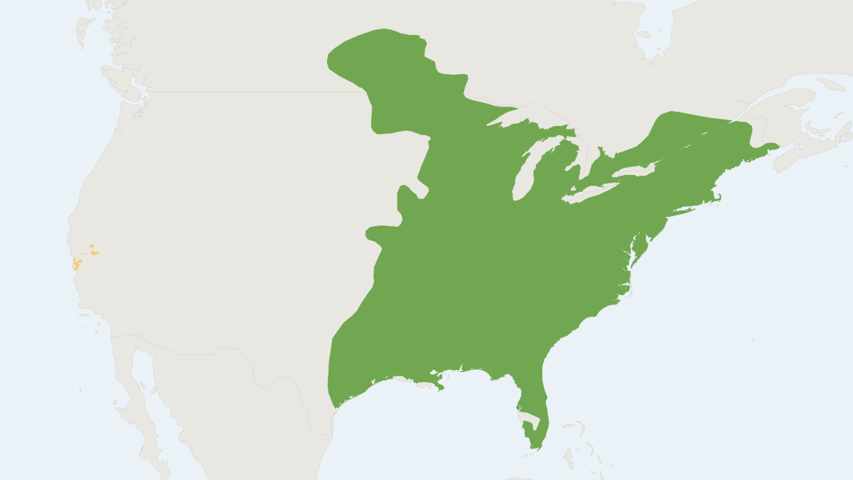 Range map of the Eastern Gray Squirrel (Sciurus carolinensis) covering Canada, Ireland and Italy