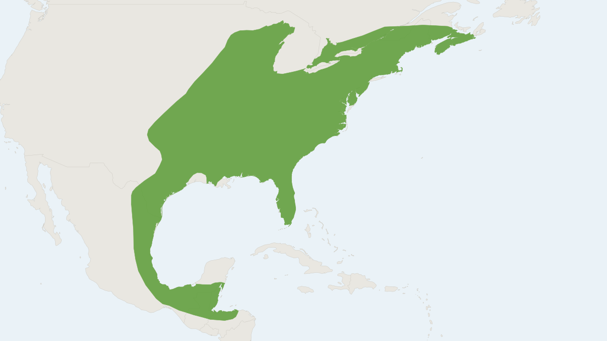 Range map of the Eastern Pipistrelle (Perimyotis subflavus)