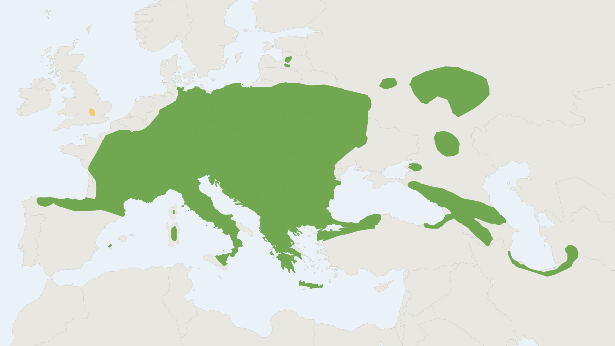 Range map of the Edible Dormouse (Glis glis)