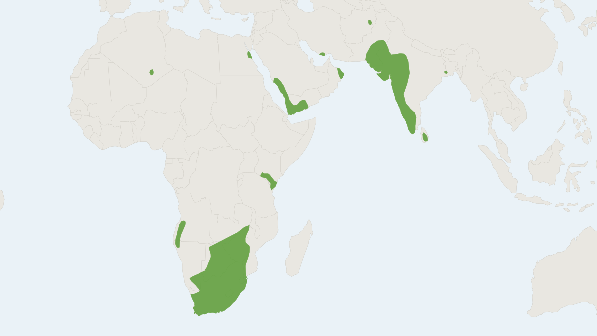 Range map of the Egyptian Free-tailed Bat (Nyctinomus aegyptiacus)