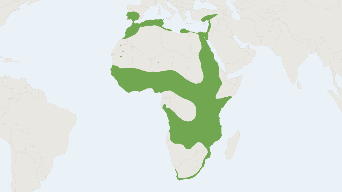Range map of the Egyptian Mongoose (Herpestes ichneumon)