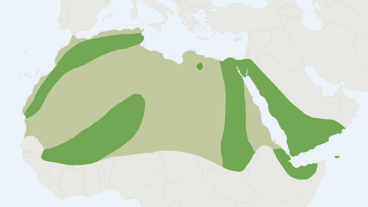 Range map of the Egyptian Mouse-tailed Bat (Rhinopoma cystops)