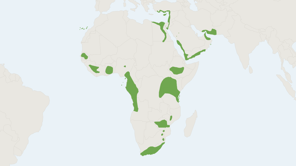 Range map of the Egyptian Rousette (Rousettus aegyptiacus)