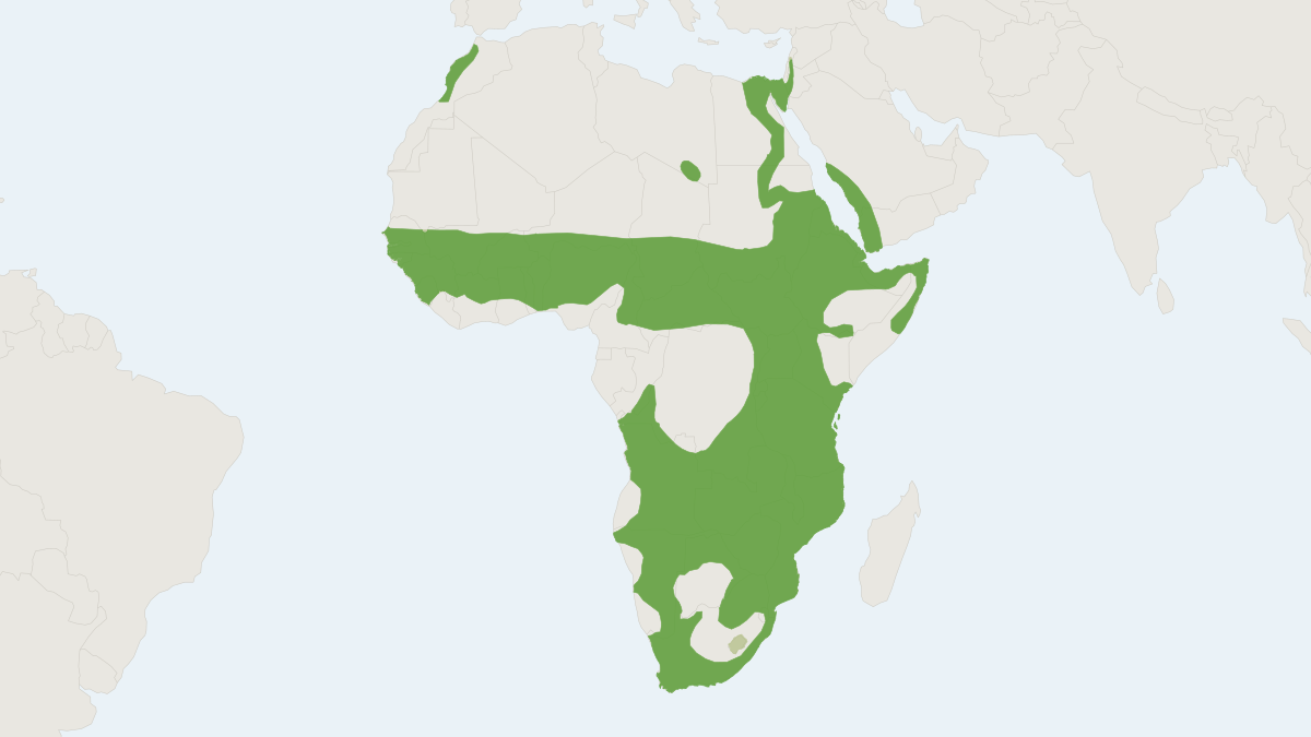 Range map of the Egyptian Slit-faced Bat (Nycteris thebaica)