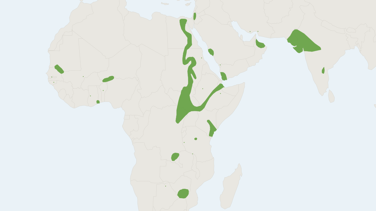 Range map of the Egyptian Tomb Bat (Taphozous perforatus)