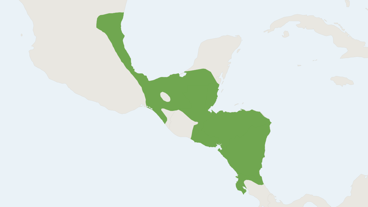 Range map of the Elegant Myotis (Myotis elegans)