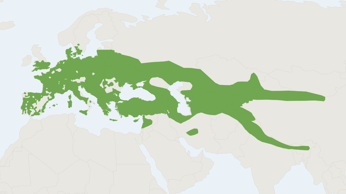 Range map of the Eurasian Serotine (Cnephaeus serotinus)