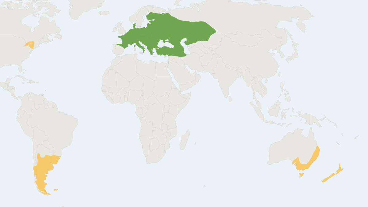 Range map of the European Hare (Lepus europaeus) covering Argentina, Australia and Chile