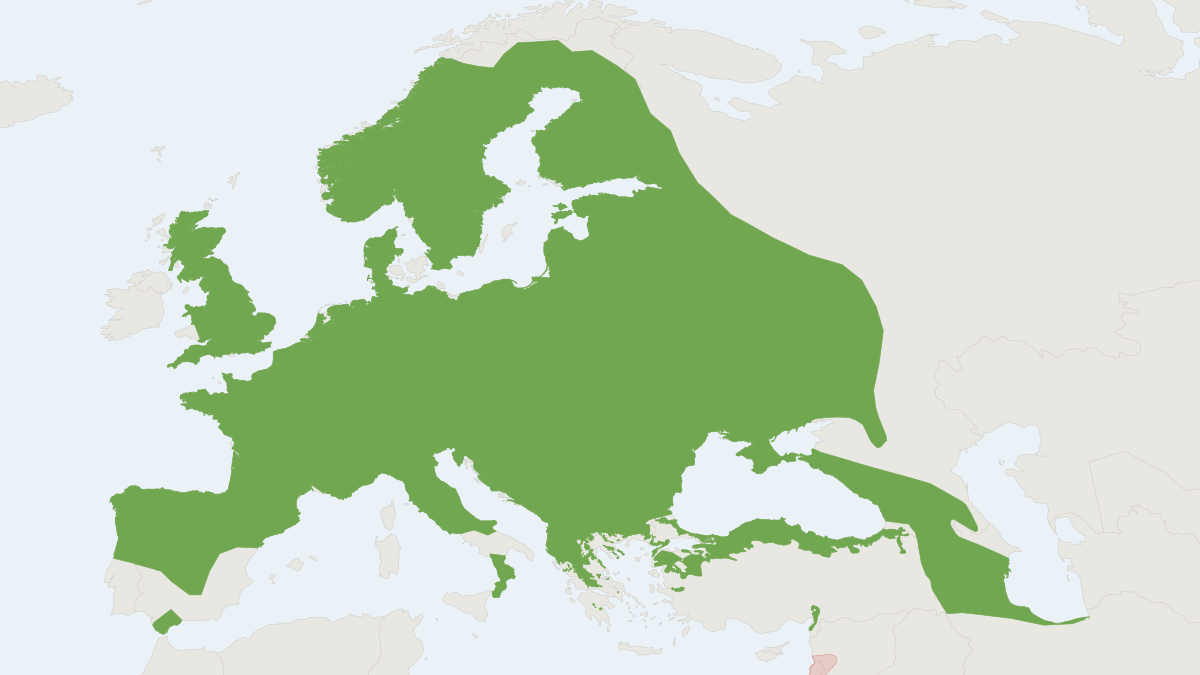 Range map of the European Roe Deer (Capreolus capreolus) covering Iceland, Ireland and Russia