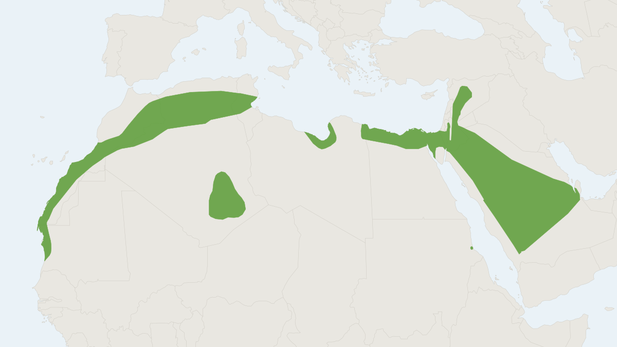 Range map of the Fat Sand Rat (Psammomys obesus)