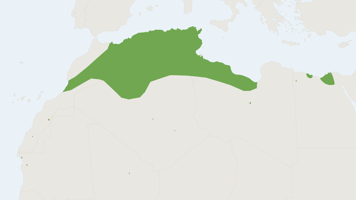Range map of the Fat-tailed Gerbil (Pachyuromys duprasi)