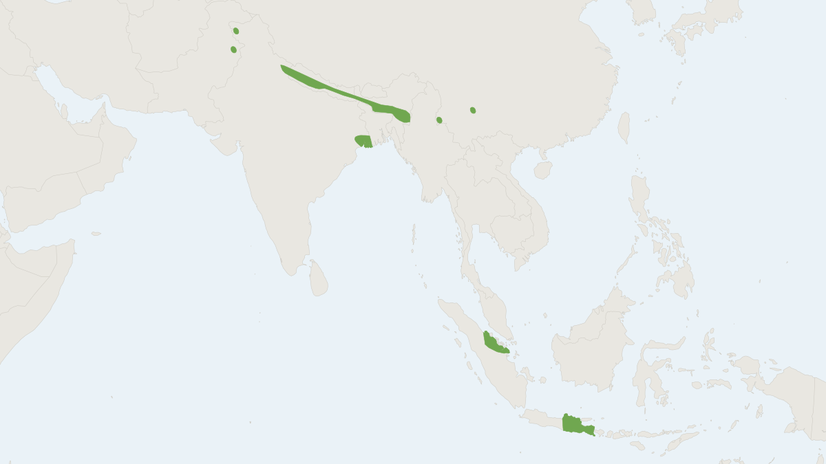 Range map of the Fawn-colored Mouse (Mus cervicolor)