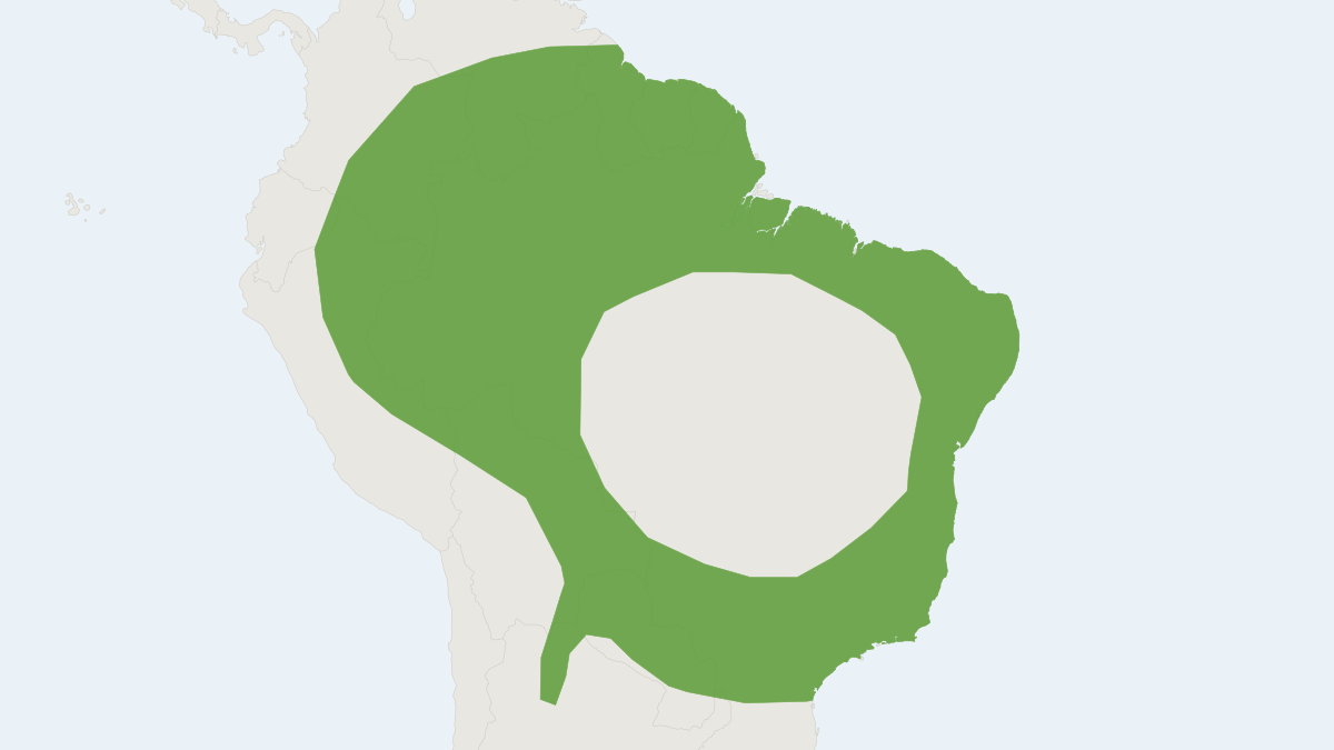 Range map of the Flat-faced Fruit-eating Bat (Artibeus planirostris) covering Argentina, Bolivia and Brazil