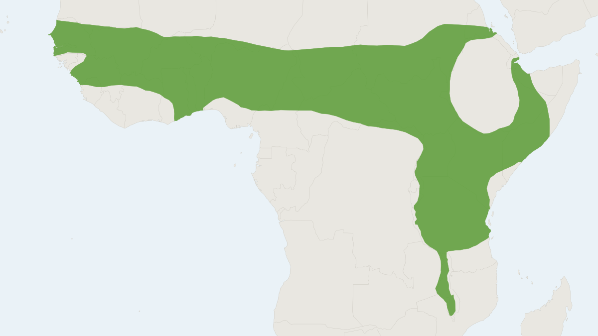 Range map of the Four-toed Hedgehog (Atelerix albiventris)