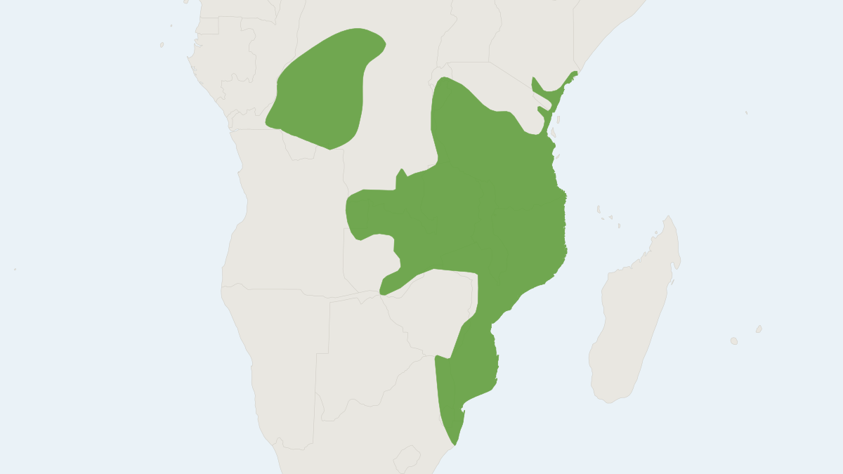 Range map of the Four-toed Sengi (Petrodromus tetradactylus)