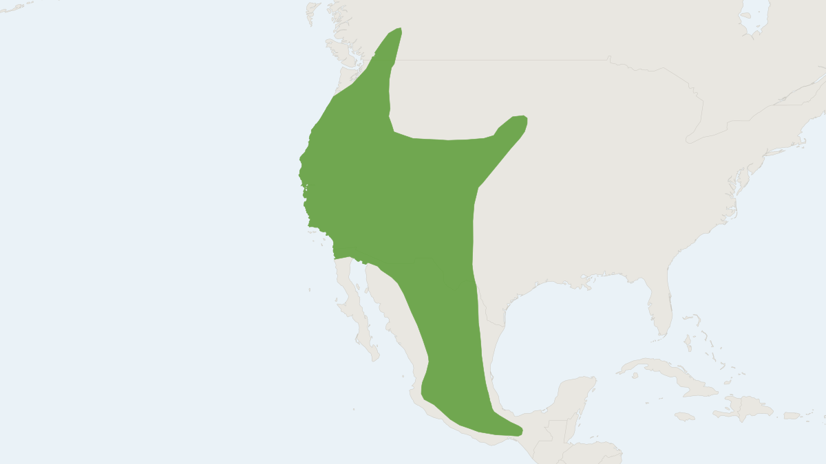 Range map of the Fringed Myotis (Myotis thysanodes)