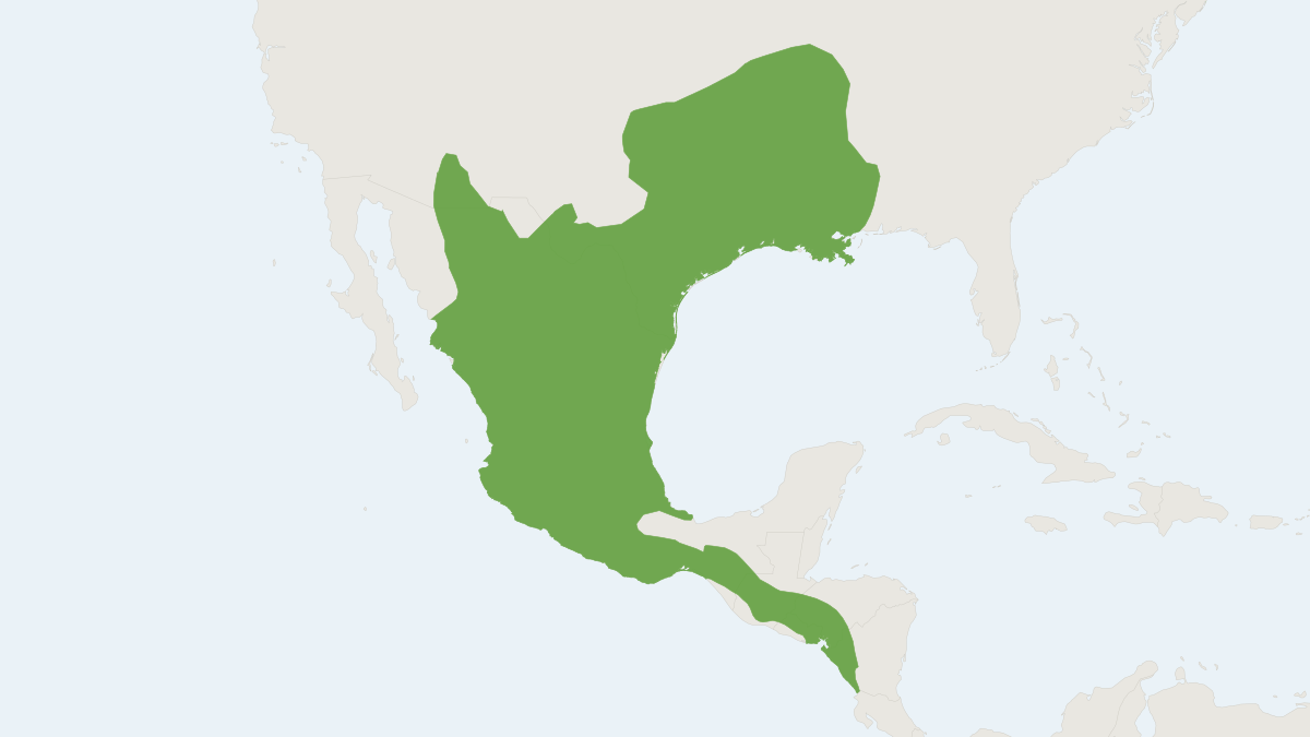 Range map of the Fulvous Harvest Mouse (Reithrodontomys fulvescens)