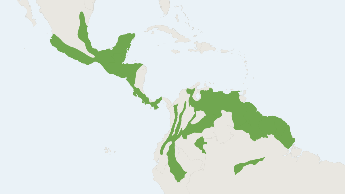 Range map of the Fulvous Pygmy Rice Rat (Oligoryzomys fulvescens)