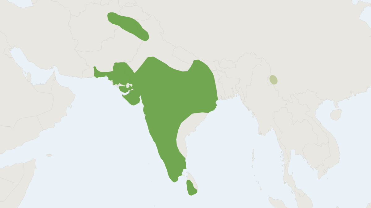 Range map of the Fulvus Leaf-nosed Bat (Hipposideros fulvus)
