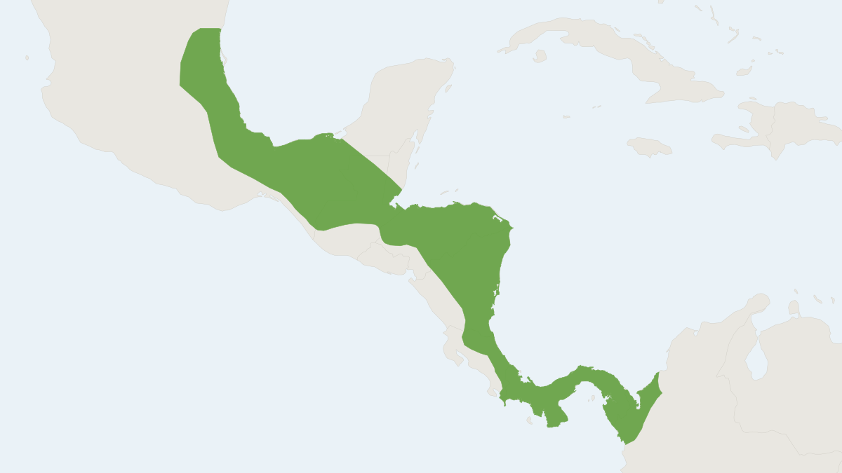 Range map of the Gabb's Cottontail (Sylvilagus gabbi)