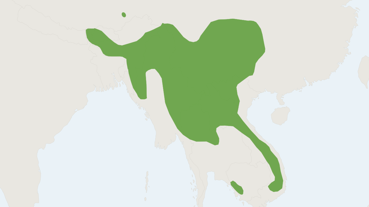 Range map of the Gairdner's Shrewmouse (Mus pahari)