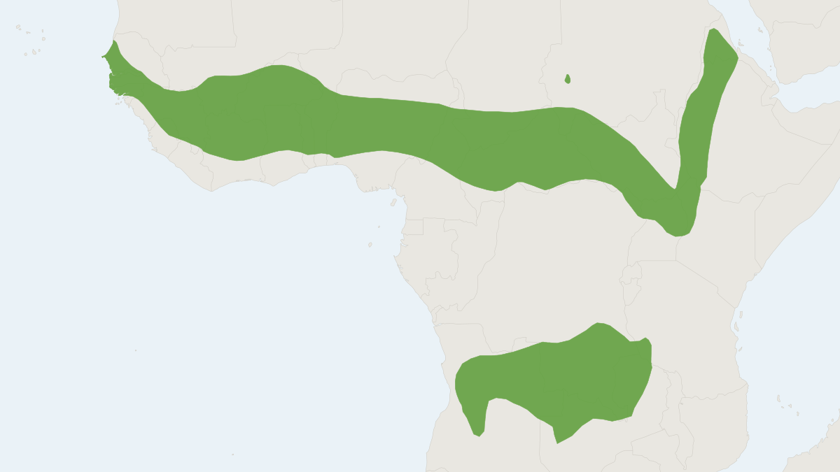 Range map of the Gambian Sun Squirrel (Heliosciurus gambianus)