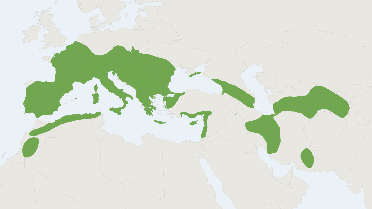 Range map of the Geoffroy's Bat (Myotis emarginatus)