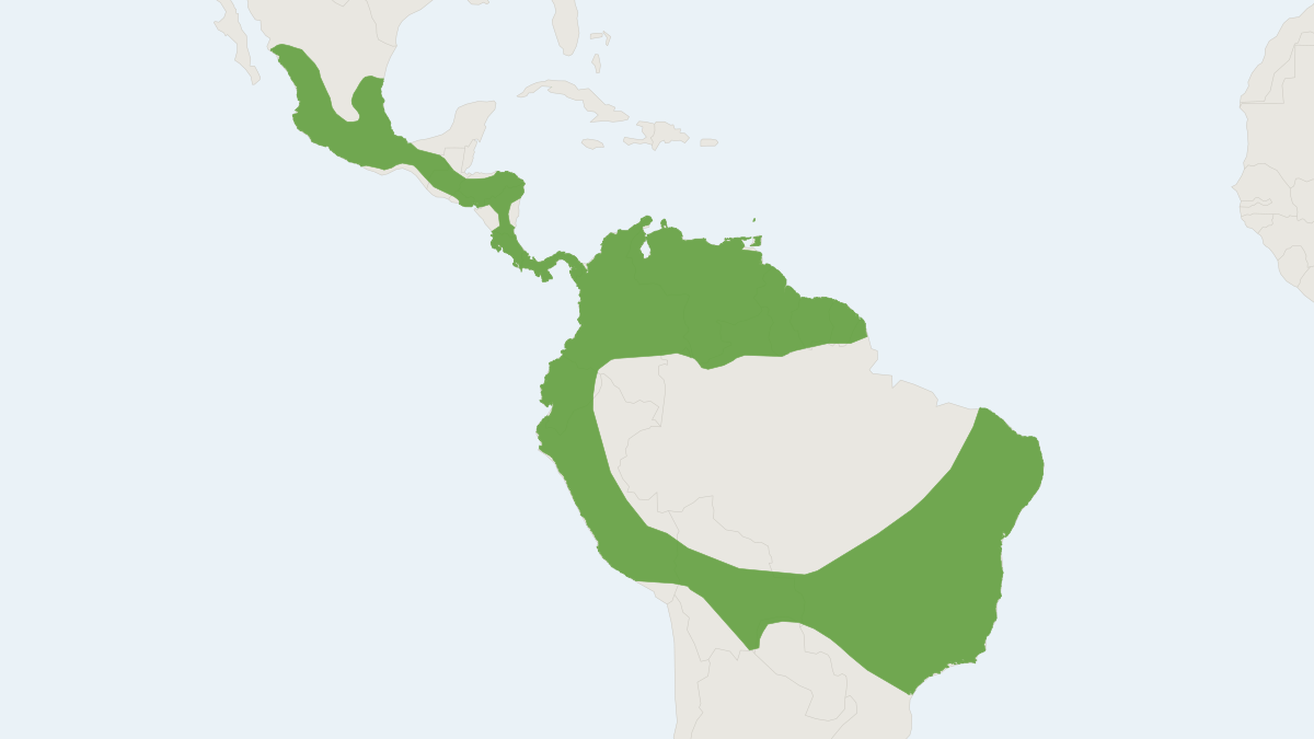 Range map of the Geoffroy's Tailless Bat (Anoura geoffroyi)