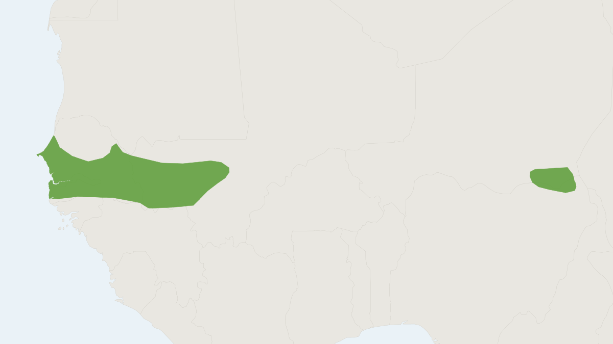 Range map of the Gerbilliscus gambiana (Gerbilliscus gambiana)