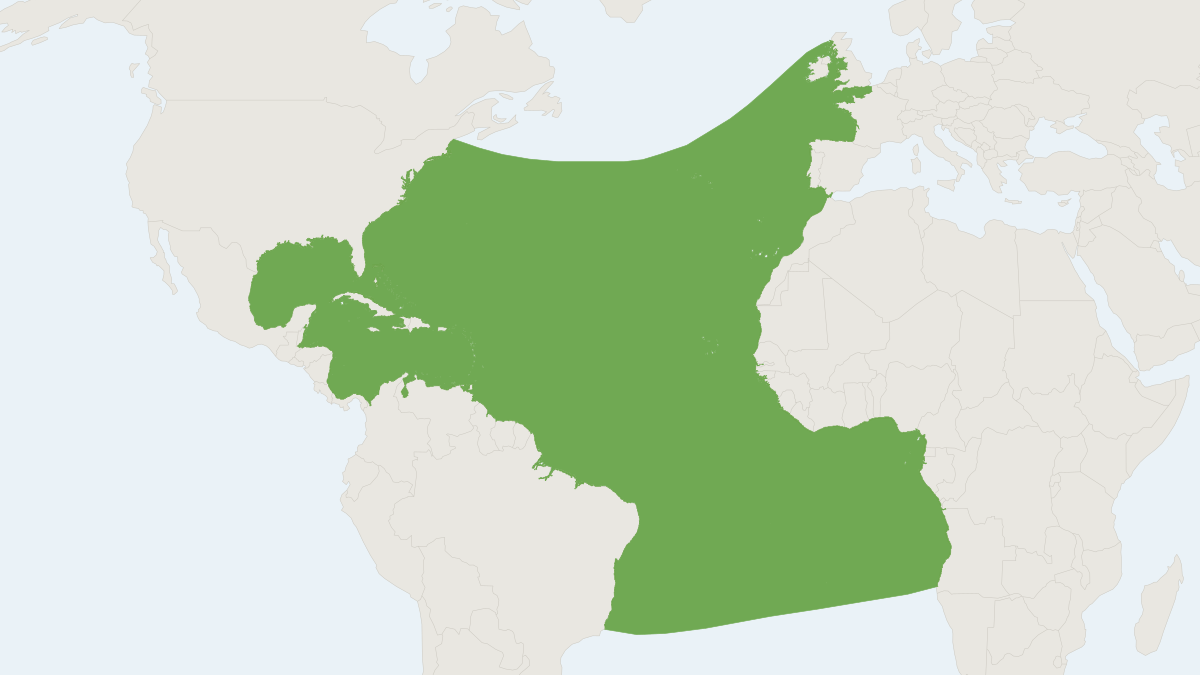 Range map of the Gervais' Beaked Whale (Mesoplodon europaeus)