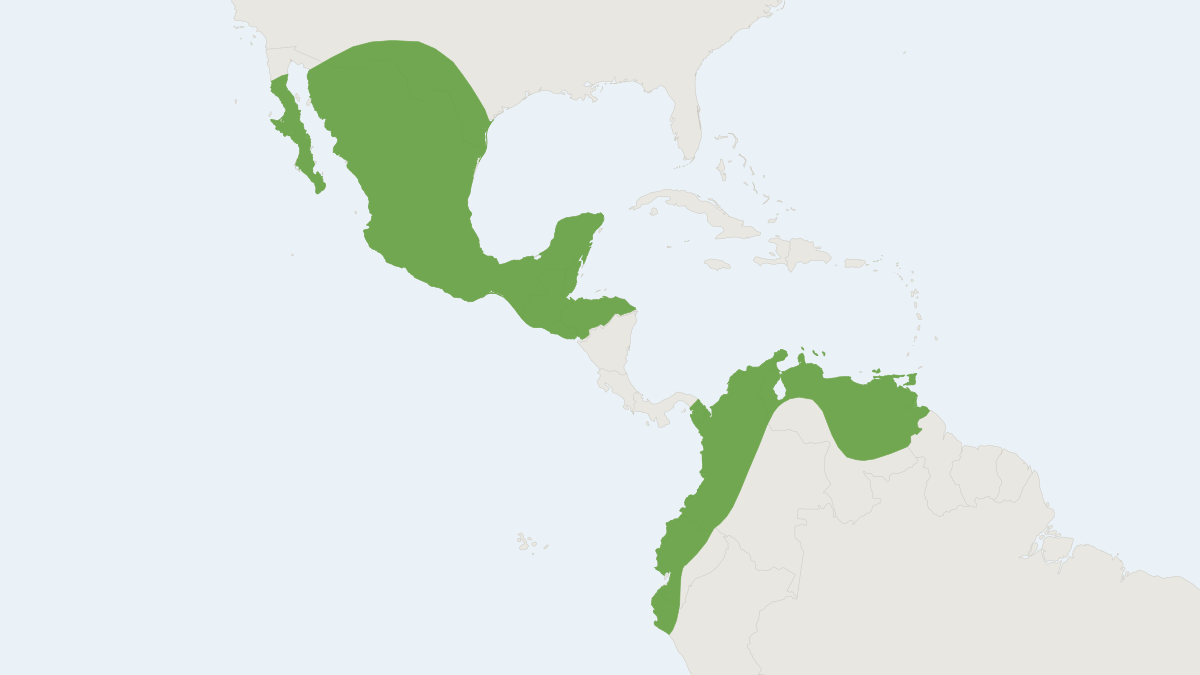 Range map of the Ghost-faced Bat (Mormoops megalophylla)
