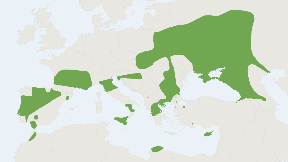 Range map of the Giant Noctule (Nyctalus lasiopterus)