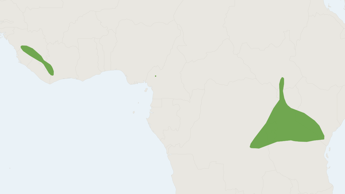 Range map of the Gland-tailed Wrinkle-lipped Bat (Mops bemmeleni) covering Cameroon, Democratic Republic of the Congo and Gha